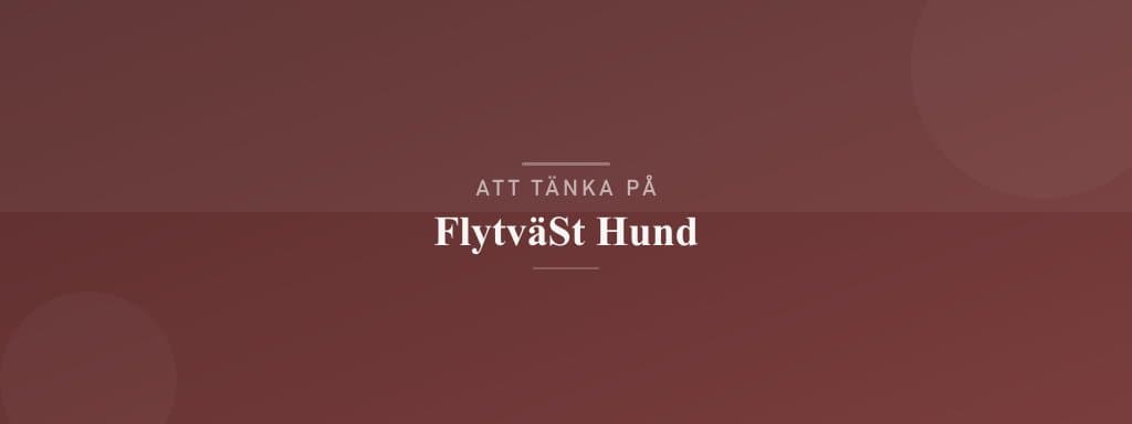 Vanliga misstag med flytväst hund