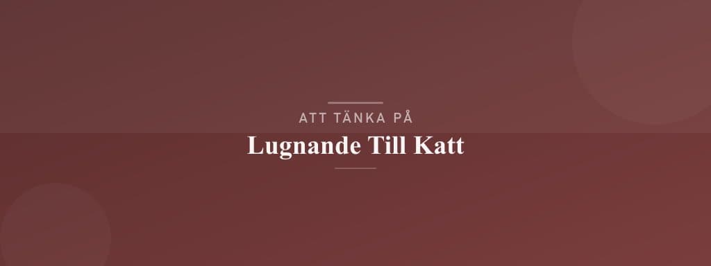Vanliga misstag med lugnande till katt