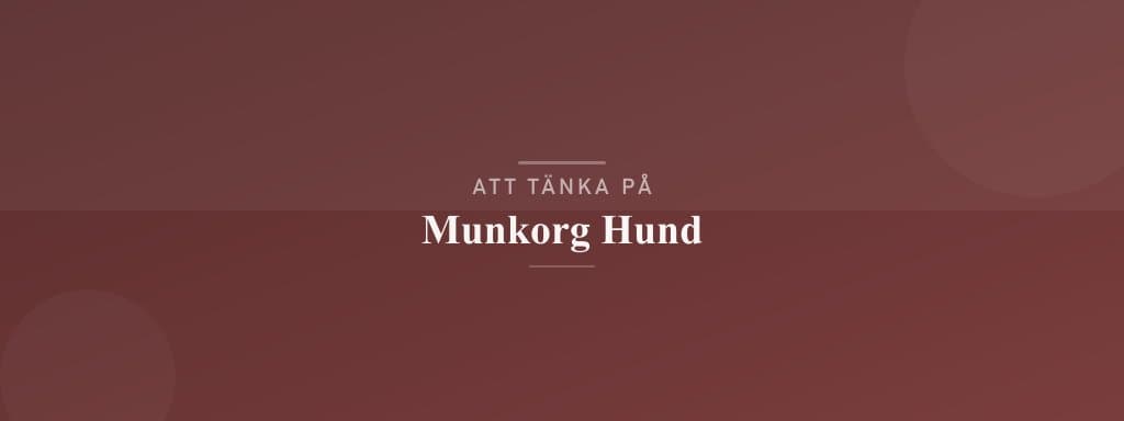 Vanliga misstag med munkorg hund