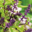 Kanelbasilika 'sweet Cinnamon'