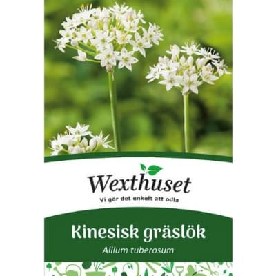 Gräslök Kinesiskt – Mest vitlöksarom – gräslök bäst i test 2026