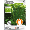 Gräslök 'staro', Ekologisk