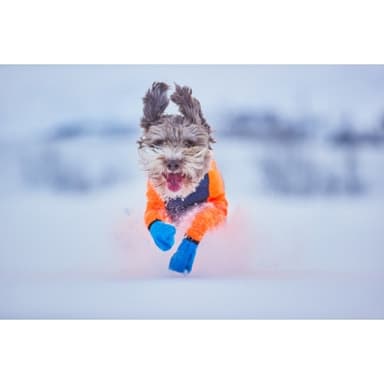 Non-stop Long Distance Bootie Hundstrumpa