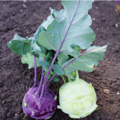 Kålrabbi 'modrava' – Enkel start – kålrabbi bäst i test 2026