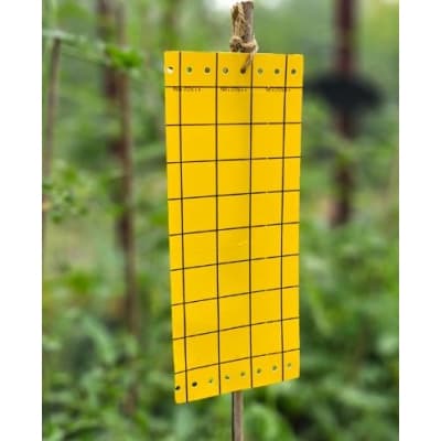 Klisterskiva Mot Ohyra, 5-pack – Giftfri toppval – klisterskiva insektsfälla bäst i test 2026