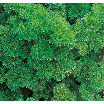 Kruspersilja 'moskrul 2', Ekologisk – Enkelstartad – kruspersilja bäst i test 2026