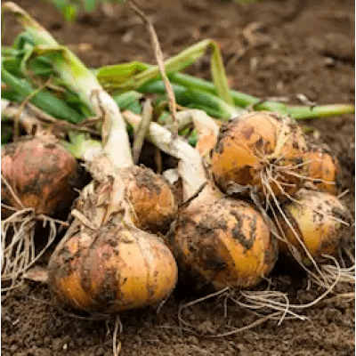 Sättlök, Gul 'shakespeare' 250g – Mest prisvärd – sättlök bäst i test 2026