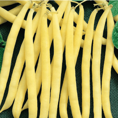 Vaxböna Zlota Saxa – Lerjordstips – vaxböna bäst i test 2026