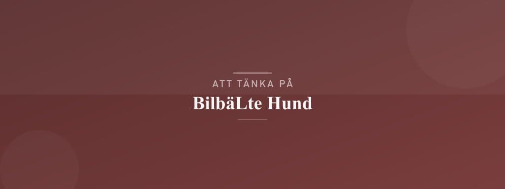 Vanliga misstag med bilbälte hund