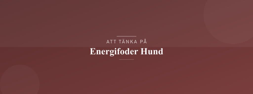 Vanliga misstag med energifoder hund