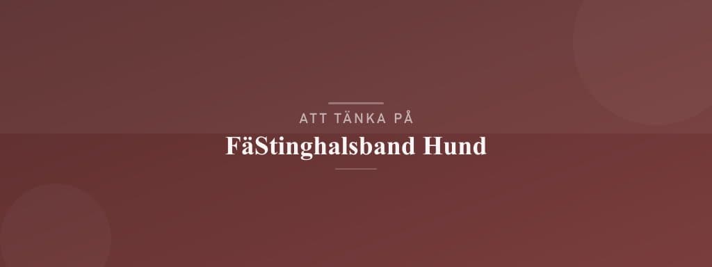 Vanliga misstag med fästinghalsband hund