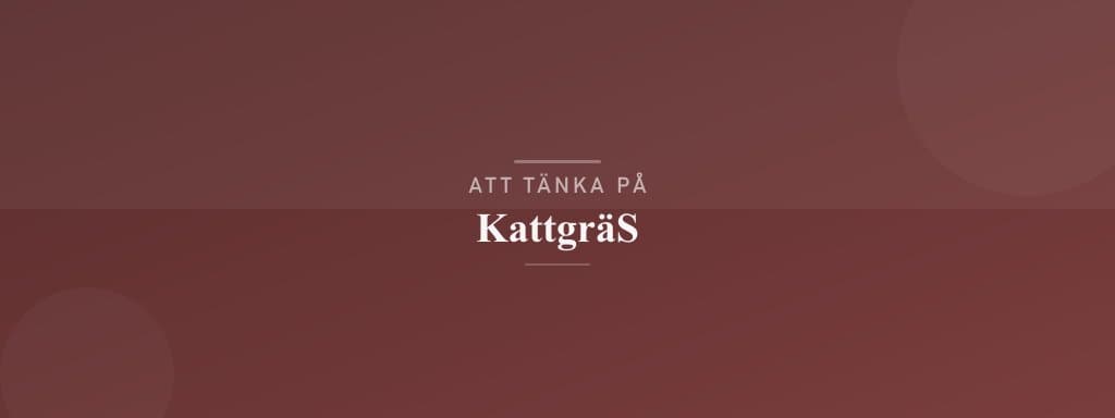 Vanliga misstag med kattgräs