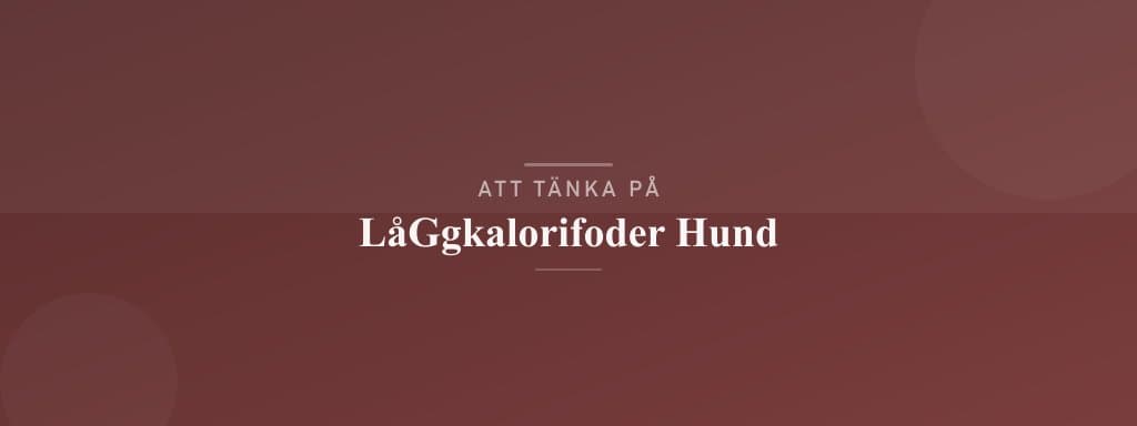 Vanliga misstag med låggkalorifoder hund