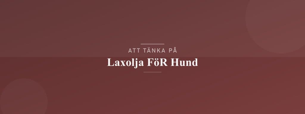 Vanliga misstag med laxolja för hund