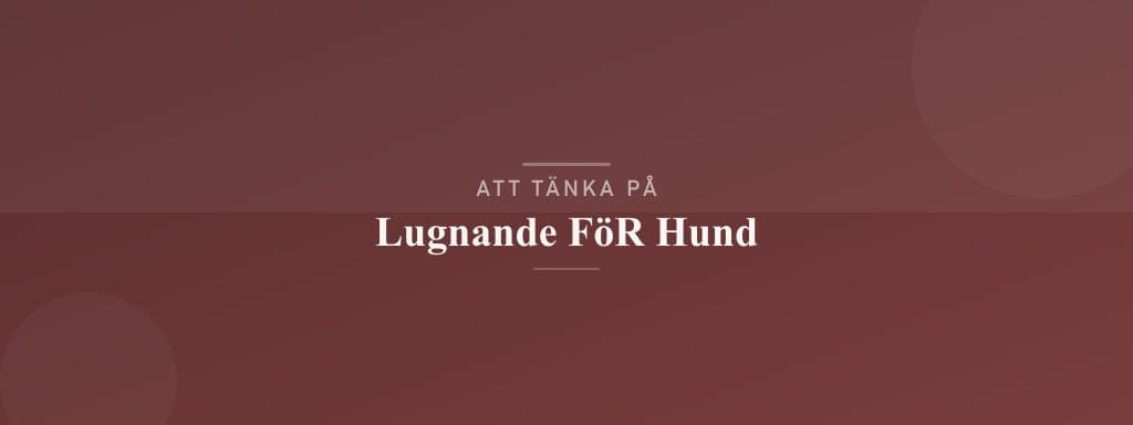 Vanliga misstag med lugnande för hund