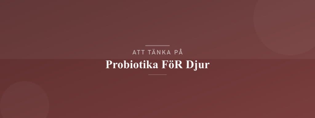 Vanliga misstag med probiotika för djur