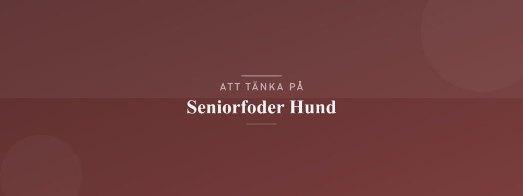 Vanliga misstag med seniorfoder hund