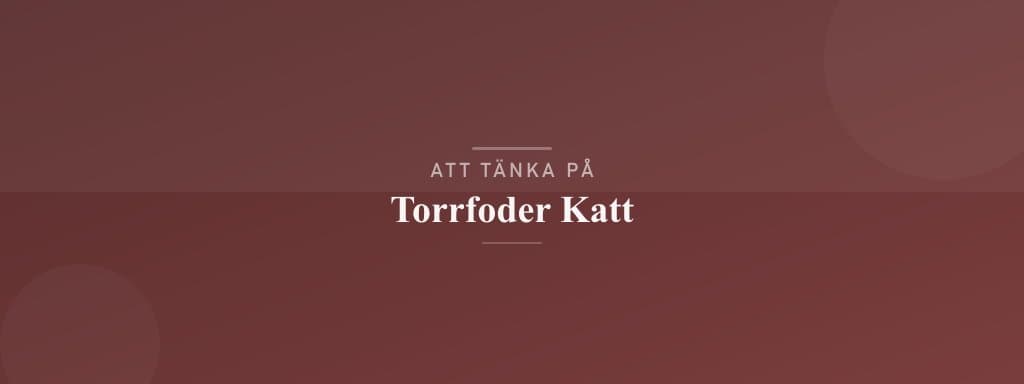 Vanliga misstag med torrfoder katt