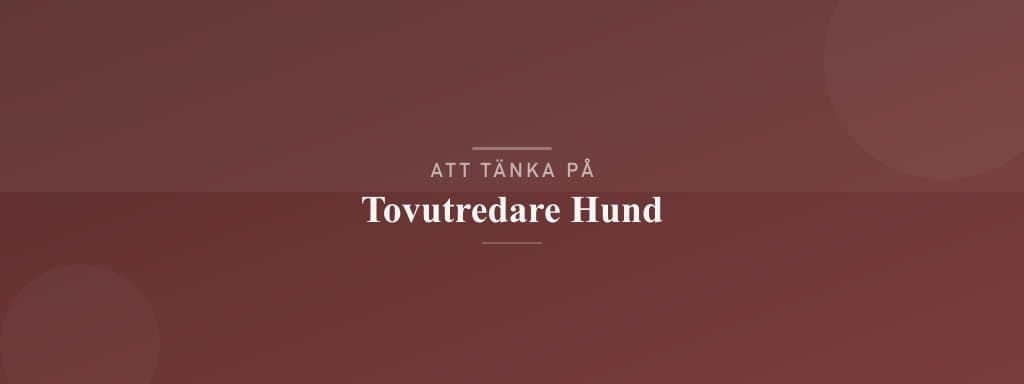 Vanliga misstag med tovutredare hund