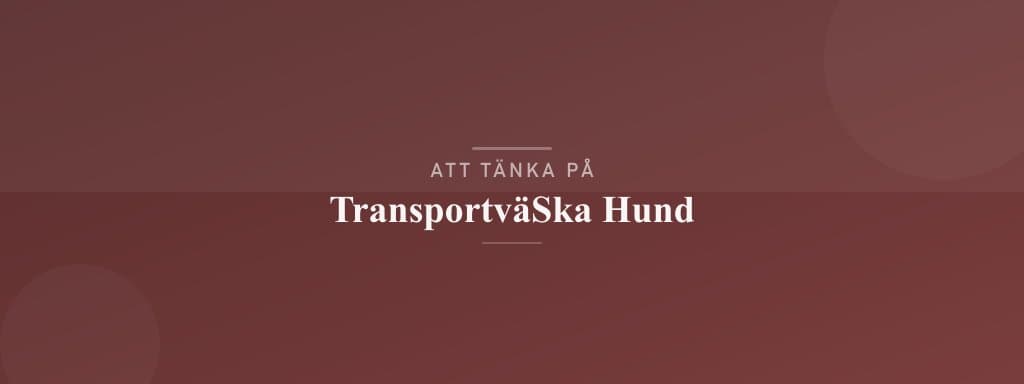 Vanliga misstag med transportväska hund