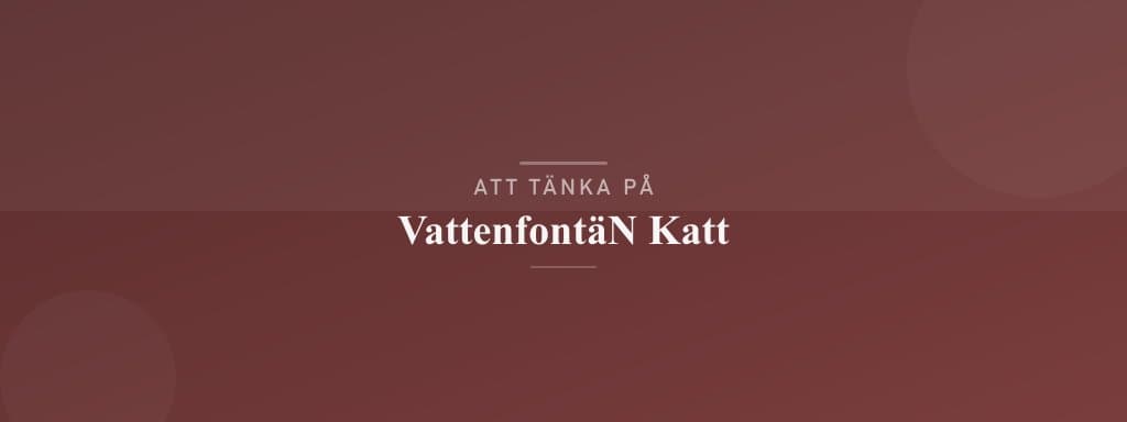 Vanliga misstag med vattenfontän katt