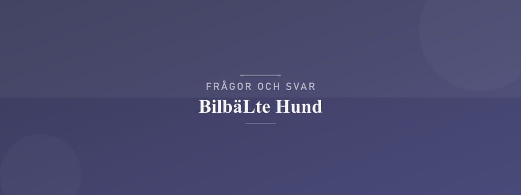 Vanliga frågor om bilbälte hund