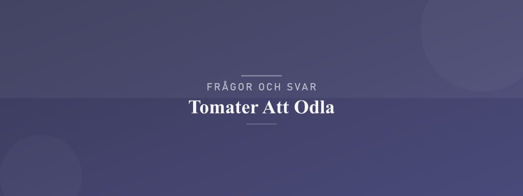 Vanliga frågor om tomater att odla