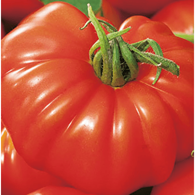 Bifftomat 'buffalosteak' F1 – Topp för skivor – bifftomat bäst i test 2026