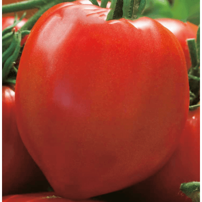 Bifftomat 'herodes' – Bäst till sås – bifftomat bäst i test 2026