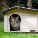 Rosewood Knock Down Katthus Smadjurshus