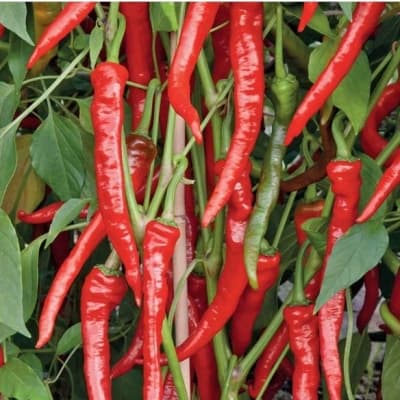 Chili 'poseidon' – Prisvärd budget – chilifrö bäst i test 2026