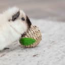 Trixie Appelformad Leksak For Gnagare Av Gras Och Majsblast