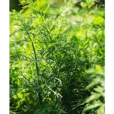 Dill Goldkrone – Toppeco-val – dillfrö bäst i test 2026