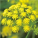 Dill Vierling