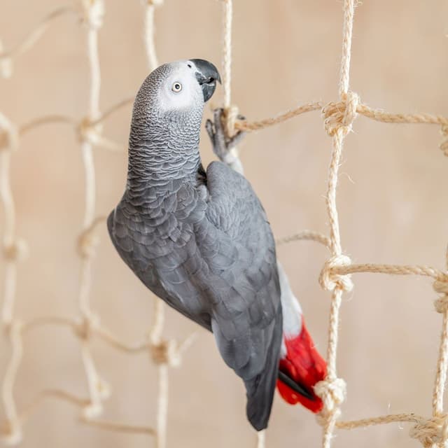 Quapas Klatternat Till Fagel Och Gnagare 70x40cm – Bäst i test – fågelleksaker bäst i test 2026