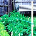 Fågelskrämma, Birdscare