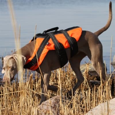 Rukka Safety Flytväst För Hund Orange – Bredast storlekar – flytväst hund bäst i test 2026