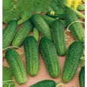 Frilandsgurka 'dirigent'