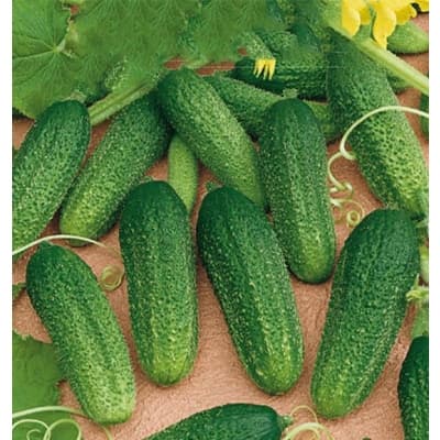 Frilandsgurka 'dirigent' – Inläggningsfavorit – frilandsgurka bäst i test 2026