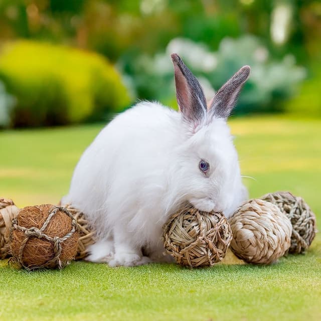 Quapas Lada Med Gnagarleksaker 8 St – Allroundval – gerbilleksaker bäst i test 2026