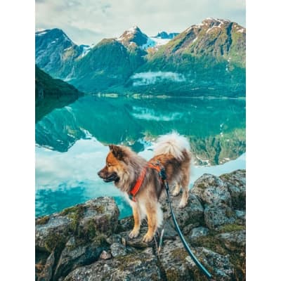 Non-stop Strong Leash 3 Meter – Mest hållbar – hundkoppel 3 meter bäst i test 2026