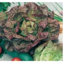 'merveille Des Quatre Saisons', Ekologisk