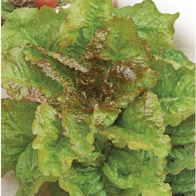 Sallat 'amerikanischer Brauner' – Plockfavorit – huvudsallad bäst i test 2026