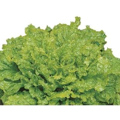 Sallat 'australiche Gele' – Budgetval – huvudsallad bäst i test 2026