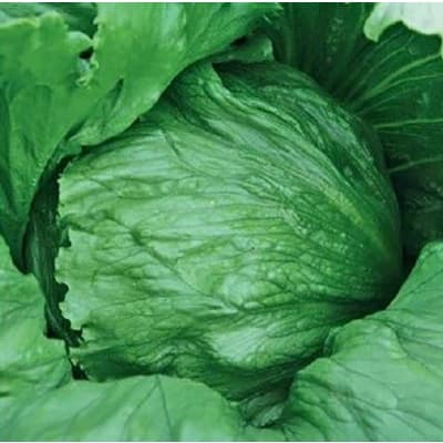 Isbergssallat 'expression' – Budgetfavorit – isbergssallad bäst i test 2026