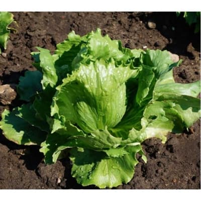 Isbergssallat 'larsen' – Enklast att starta – isbergssallad bäst i test 2026