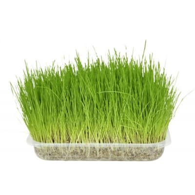 Kattgräs – Enkel start – kattgräs bäst i test 2026