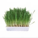 Trixie Kattgräs/gnagargräs I Låda 100 G