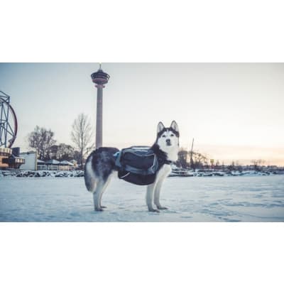Amundsen Pro-dog Backpack – Lättast val – klövjeväska hund bäst i test 2026