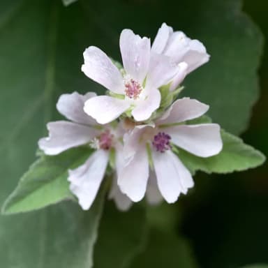 Heutinck Läkemalva (Althaea officinalis) 0,5-1L